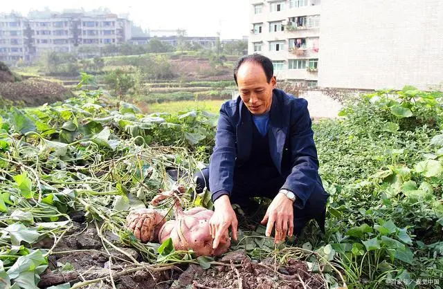 土豆高产种植技术_土豆高产种植技术全过程_土豆高产种植技术农广天地