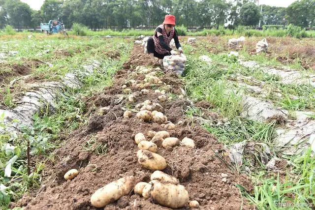土豆高产种植技术全过程_土豆高产种植技术_土豆高产种植技术农广天地