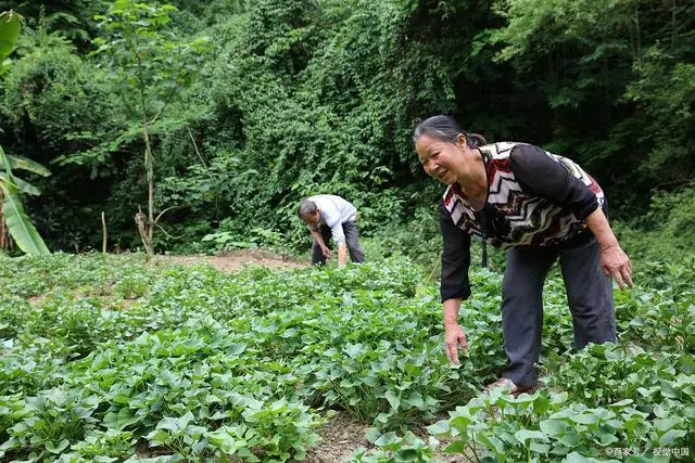 土豆高产种植技术全过程_土豆高产种植技术_土豆高产种植技术农广天地