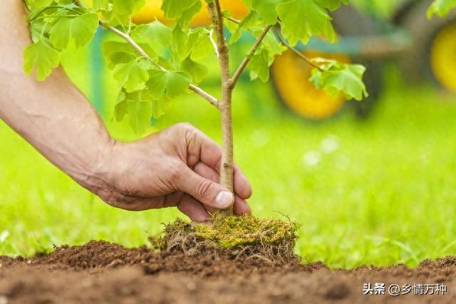 致富水果种植方法_致富经种植三种水果亩收入过亿_水果怎么种植致富