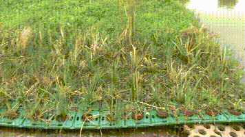 池塘散养甲鱼致富经_甲鱼养殖池塘怎样建造视频_致富散养甲鱼池塘图片