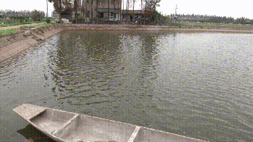 致富散养甲鱼池塘图片_池塘散养甲鱼致富经_甲鱼养殖池塘怎样建造视频