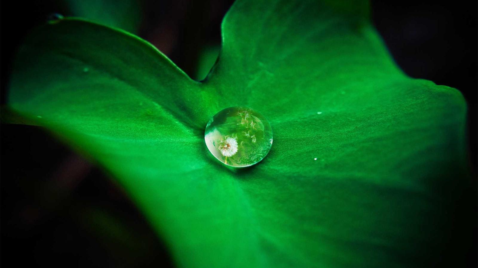 水果怎么种植致富_致富水果种植方法_致富水果种植视频
