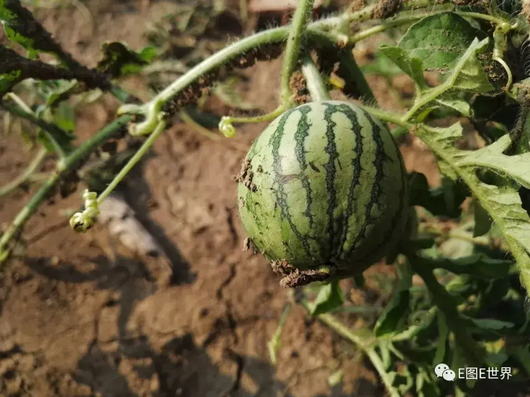 水果种植赚钱吗_致富水果种植方法_水果怎么种植致富