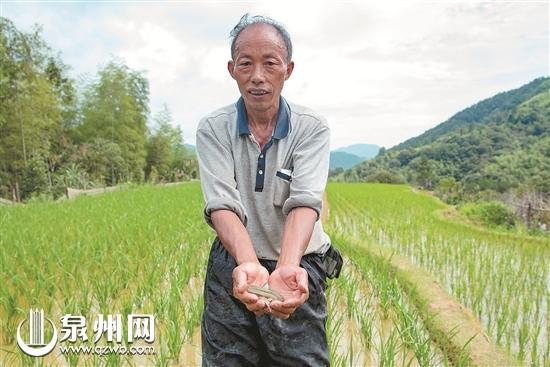 养殖引种斑鸠技术视频_斑鸠养殖技术和引种_养殖引种斑鸠技术要求