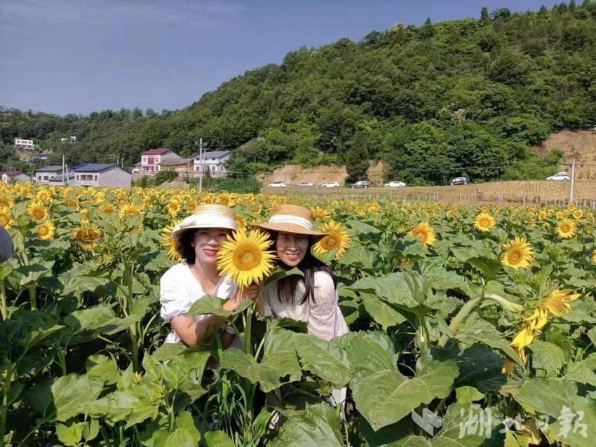 种植柴胡赚钱吗_湖北种植柴胡致富_药材种植柴胡价格