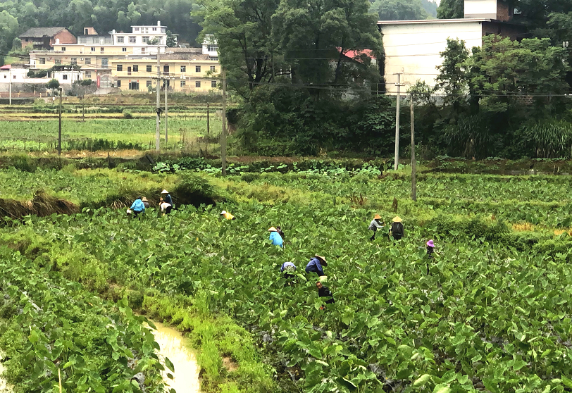 致富种植视频全集_创造与魔法种植致富_致富种植什么比较赚大钱