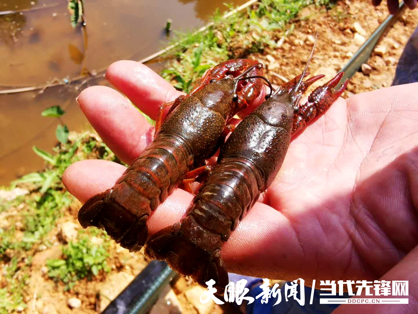 致富经虾痴养好小龙虾_致富经小龙虾养殖技术_致富经龙虾养殖