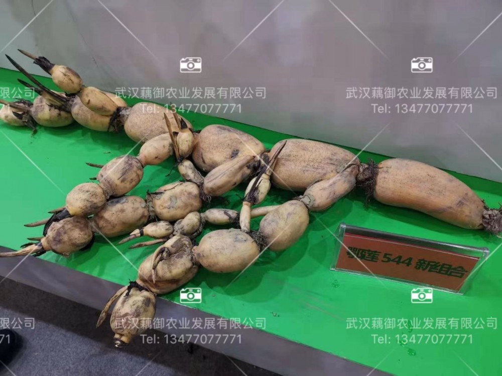 鄂莲系列新品种、浅水藕种、早熟藕种在市场上最受欢迎