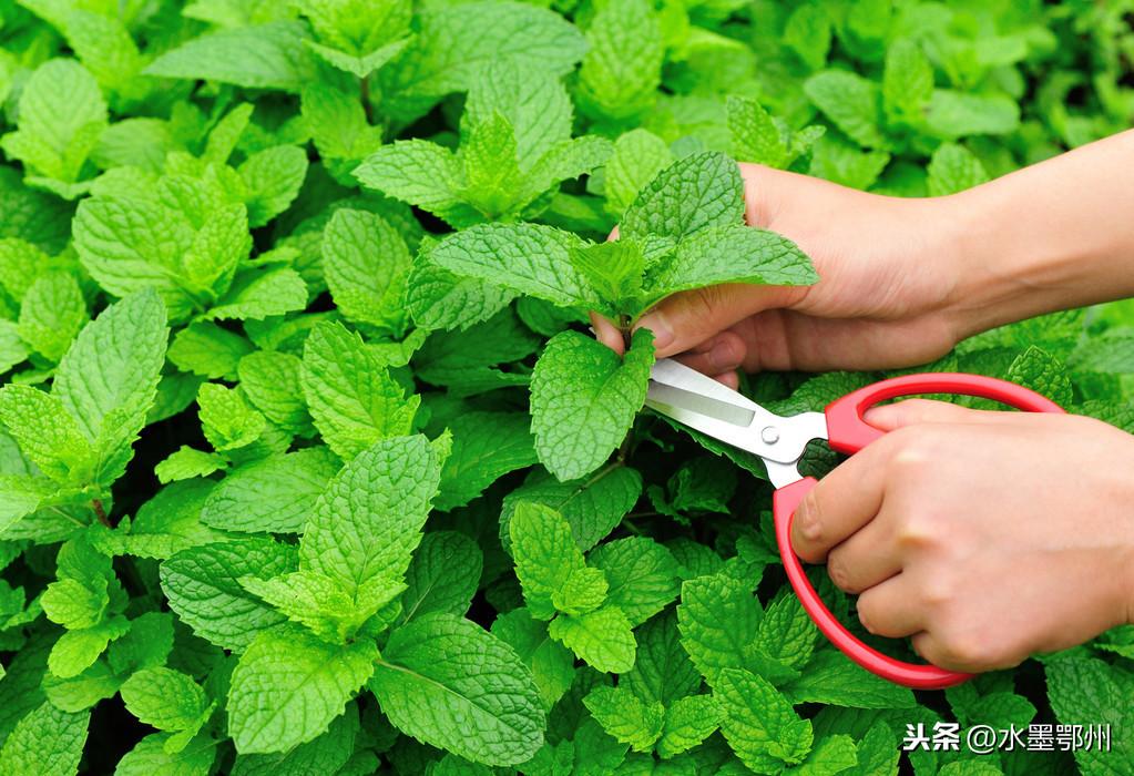 药材种植柴胡价格_湖北种植柴胡致富_柴胡种植投资及利润