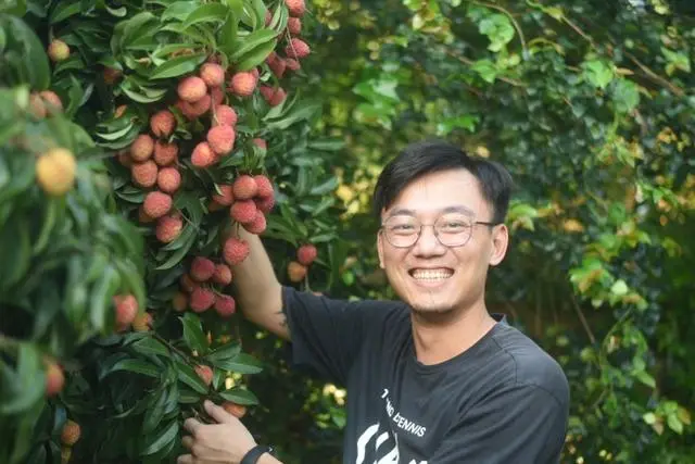 致富种植荔枝视频_种植荔枝致富_种植荔枝的前景