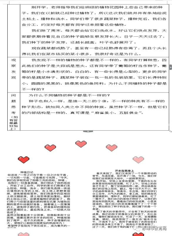 小白莱种植技术_小白菜的种植技术_小白菜菜的种植方法和时间