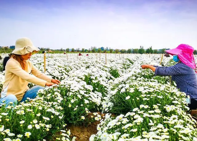 鹿邑县种植专业合作社_鹿邑种植面积_鹿邑种植致富