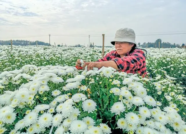 鹿邑种植面积_鹿邑种植致富_鹿邑县种植专业合作社