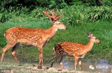 肉狗养殖专业技术_肉狗养殖专业_专业养肉狗的风险与利润