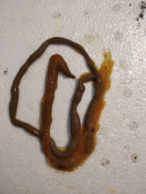 养殖南美白对虾技术大全_老虾农科学养南美白对虾_利洋南美白对虾养殖技术