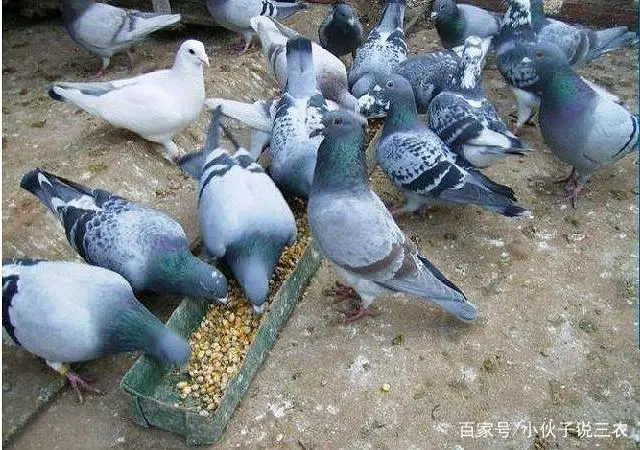 南京蛋鸽养殖技术_鸽子蛋养殖场_蛋鸽养殖利润