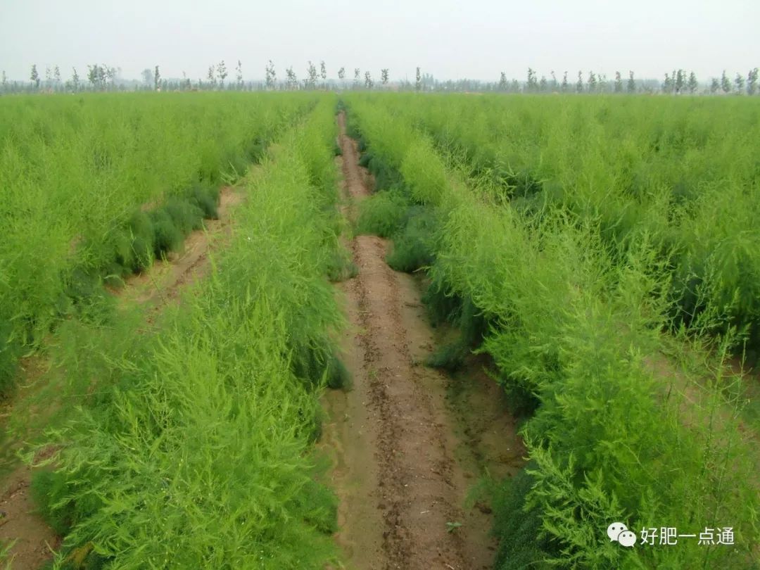 芦笋种植地方_致富经芦笋种植地区_芦笋种植基地哪个地方最多