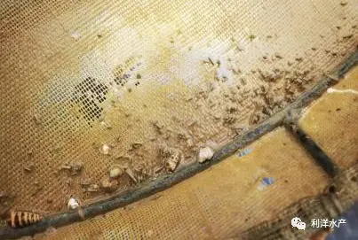利洋南美白对虾养殖技术_养殖南美对虾的效益_养南美白对虾技术视频