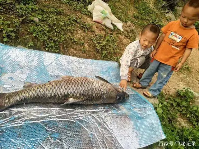 致富经莱芜黑猪_致富经黑猪_致富经黑猪养殖