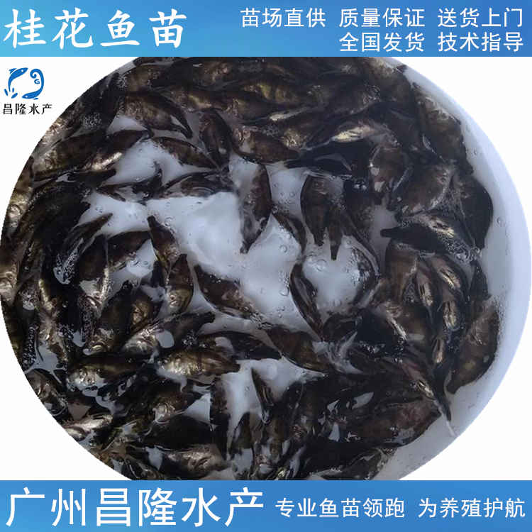 桂花鱼苗水花养殖技术_桂花鱼水花的养殖方法_水产养殖桂花鱼