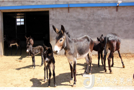 驴养殖业前景怎么样_生态驴养殖致富_驴养殖户