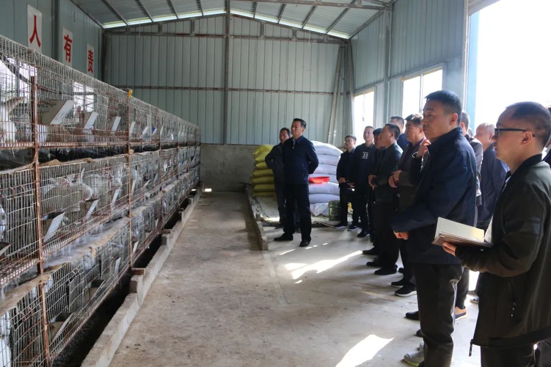 艾草养鸡可预防什么病_致富经艾草养鸡_致富养鸡艾草图片