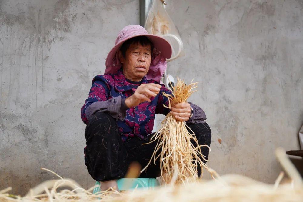 种植折耳根要多少成本_致富经折耳根种植方法_折耳根种植方法与技术视频
