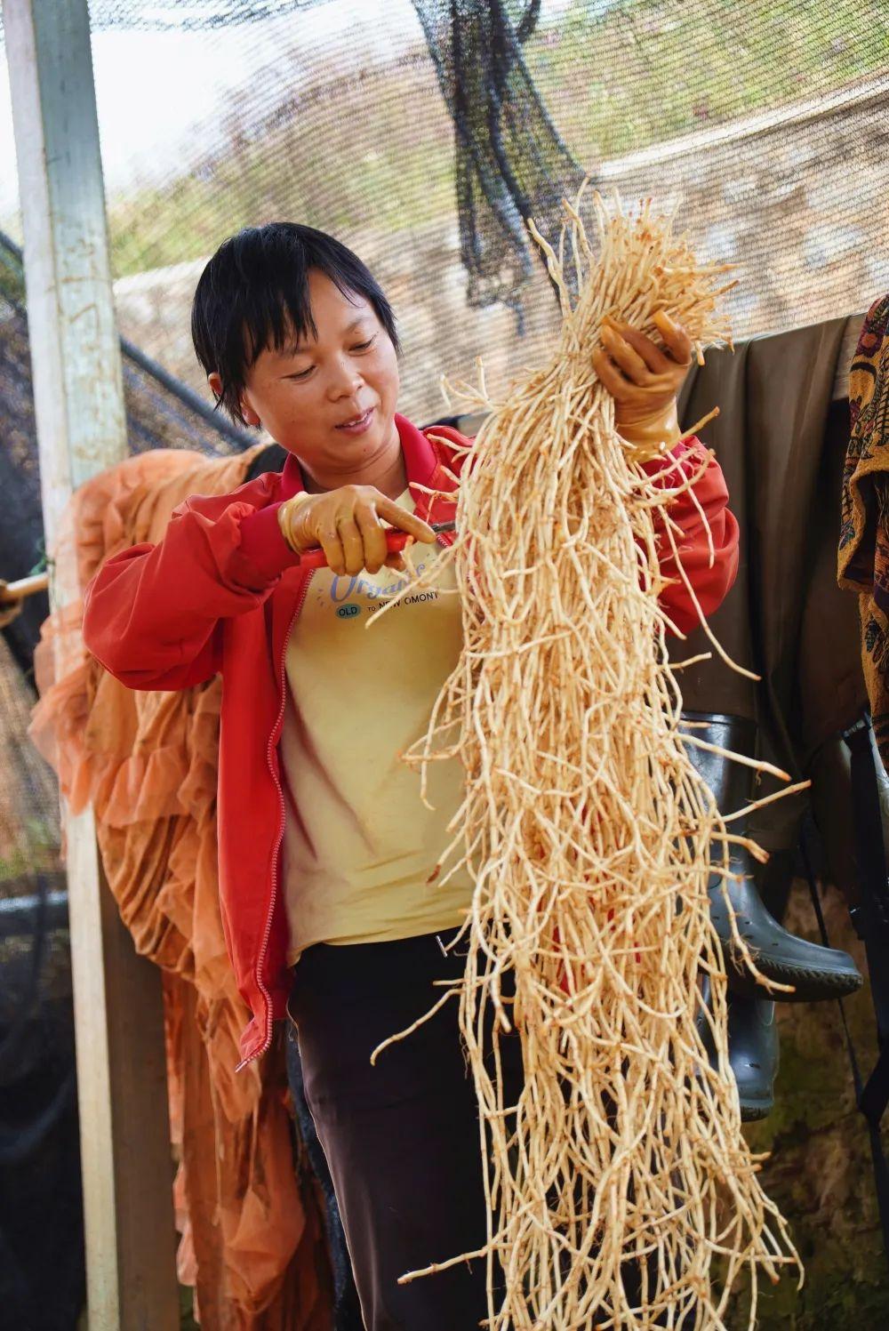 种植折耳根要多少成本_致富经折耳根种植方法_折耳根种植方法与技术视频