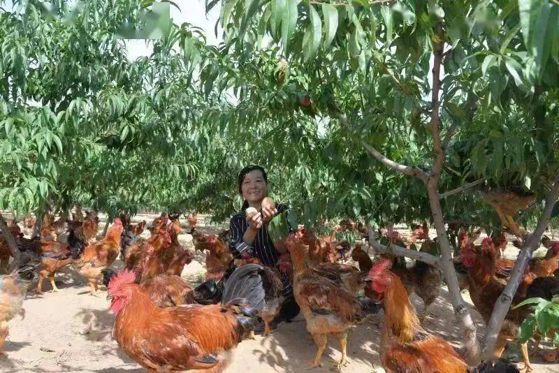 驴养殖行业_驴养殖场_生态驴养殖致富