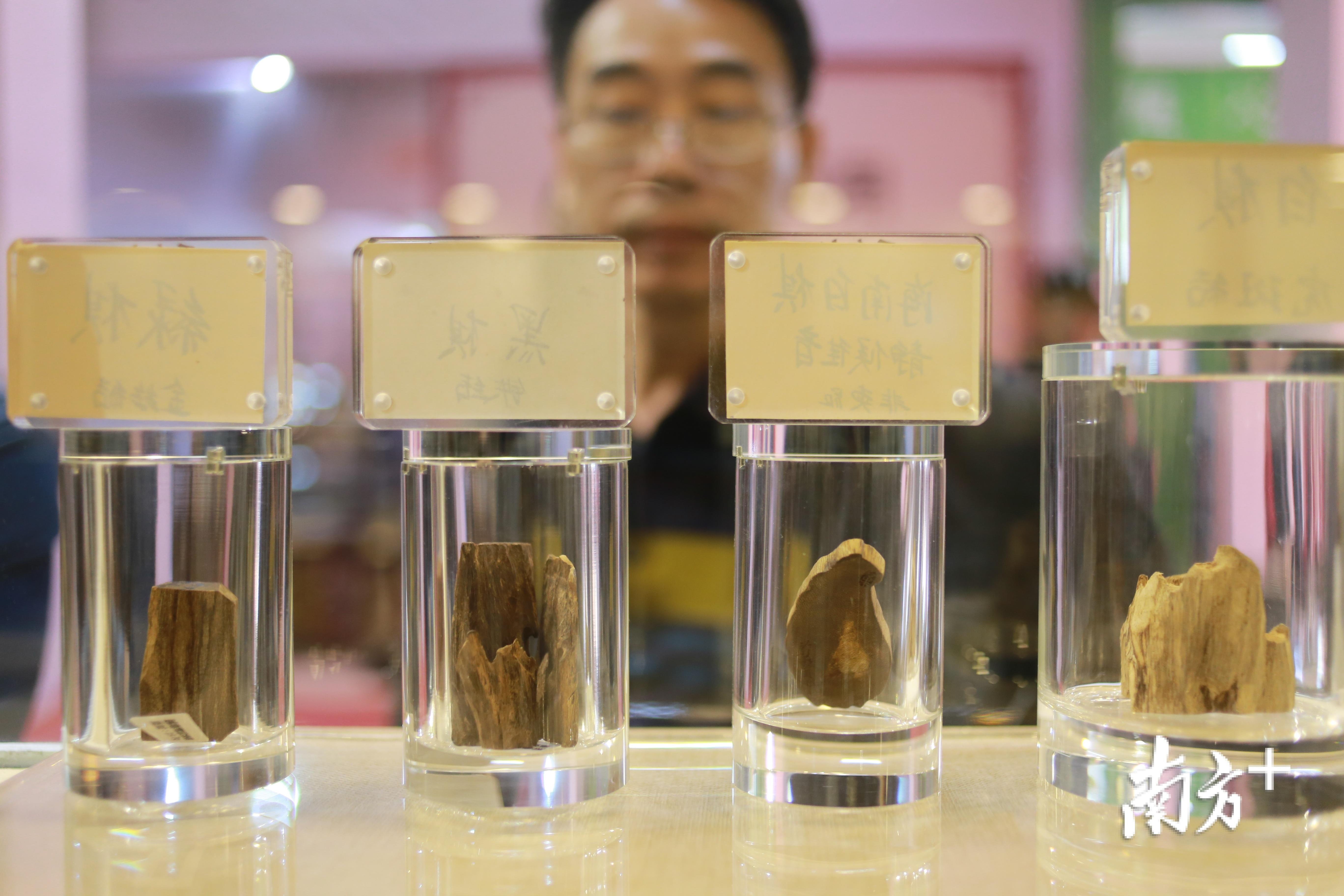 海南沉香种植技术_沉香种植海南沉香种植基地_海南沉香种植致富视频