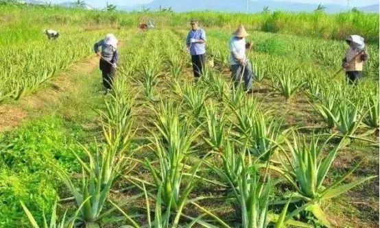 蜜蜂养殖视频致富经_致富经土蜜蜂养殖技术_蜜蜂土法养殖