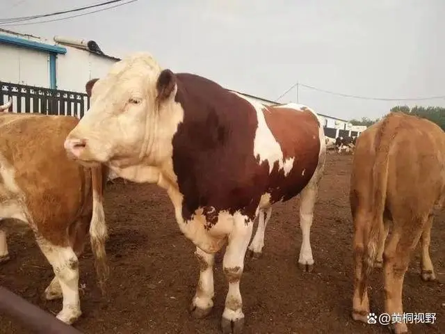 农村新型暴利养殖行业，50头就能收入80多万，看看养殖的是什么！