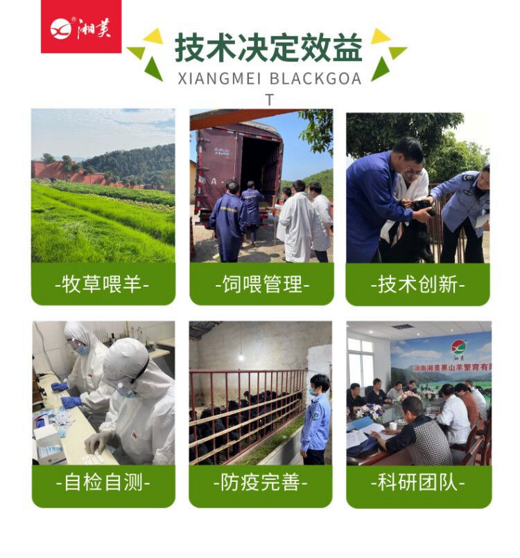致富经山羊养殖视频_致富经山羊养殖技术视频_致富养殖放养山羊