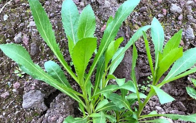 种植苦菜方法和季节_苦菜怎么种植技术_种植苦菜技术视频