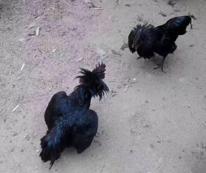 致富养殖项目大全_致富养殖项目农村_养殖什么致富项目