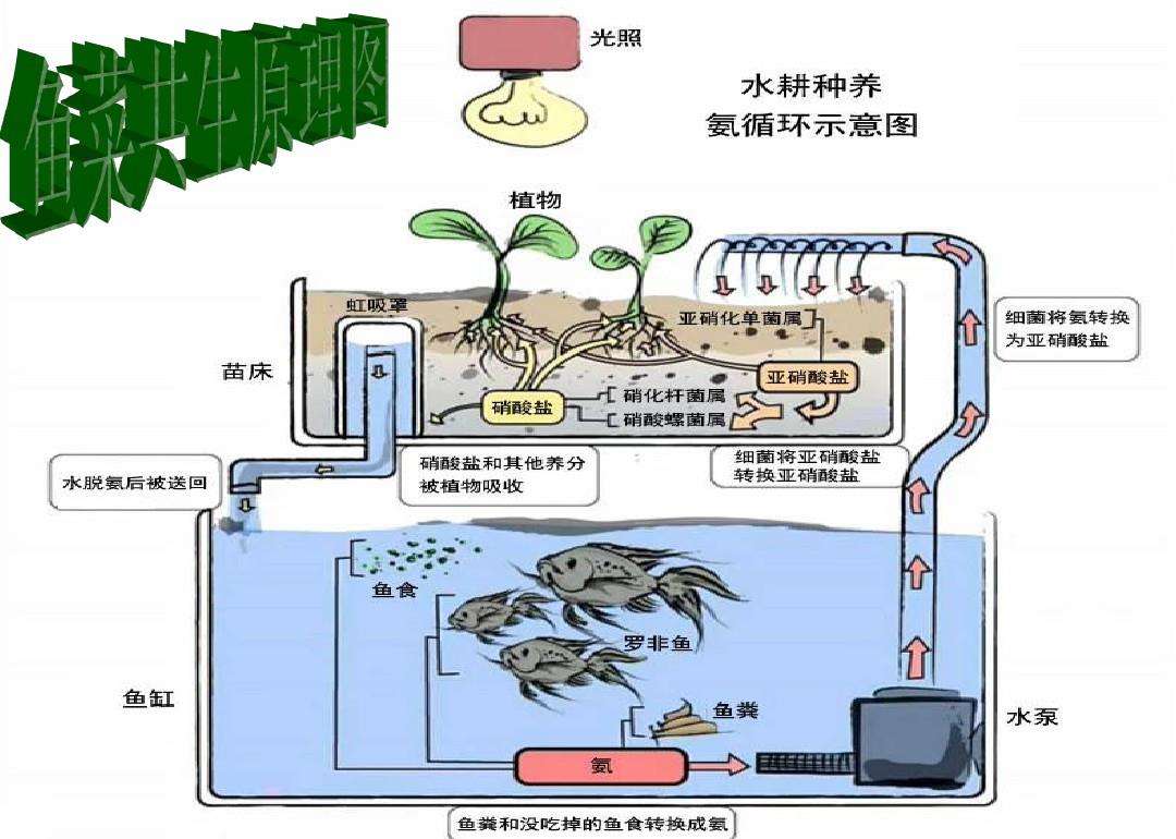 鱼菜共生养鱼不换水种菜不施肥