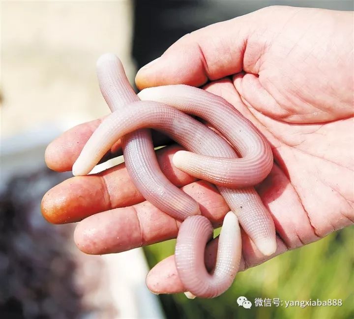 致富经养殖爬沙虫_爬沙虫养殖骗局_沙虫养殖能赚钱吗