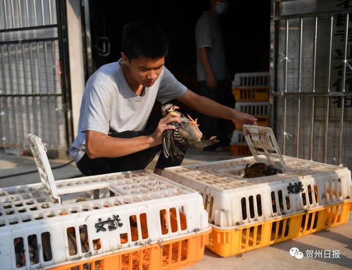 疫情后竹鼠养殖户如何转型？贺州这个地方有答案