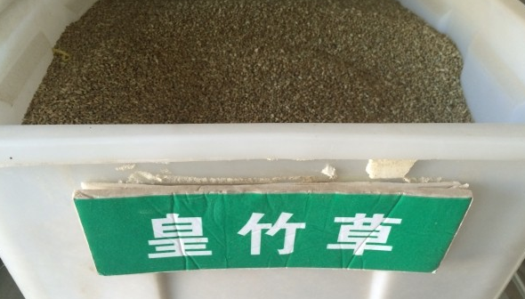 致富经茼蒿菜种植技术_怎样种茼蒿菜的做法_茼蒿菜怎么种植方法