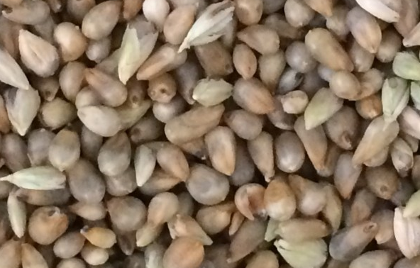 茼蒿菜怎么种植方法_怎样种茼蒿菜的做法_致富经茼蒿菜种植技术