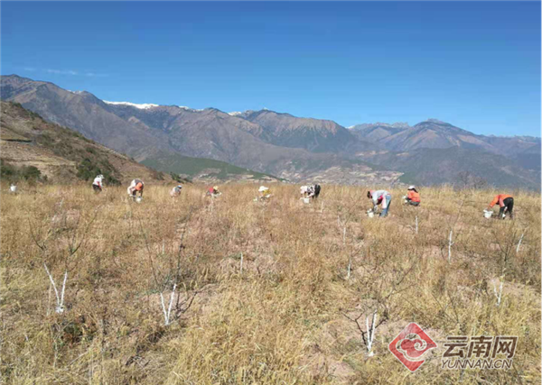 云南兰坪：小花椒种出致富大产业