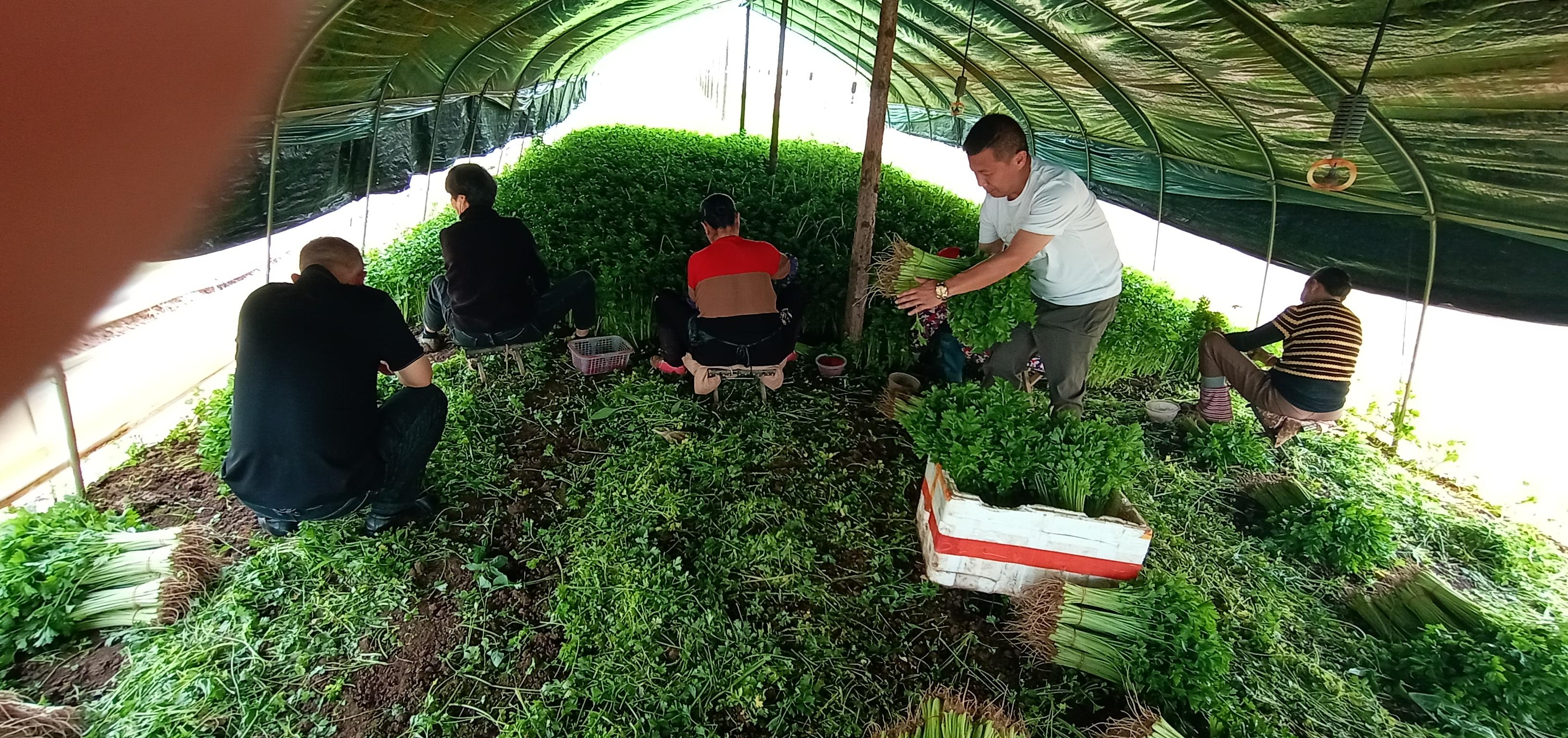 紫背天葵的种植方法和生长周期_致富种植紫背天葵怎么样_紫背天葵种植致富经