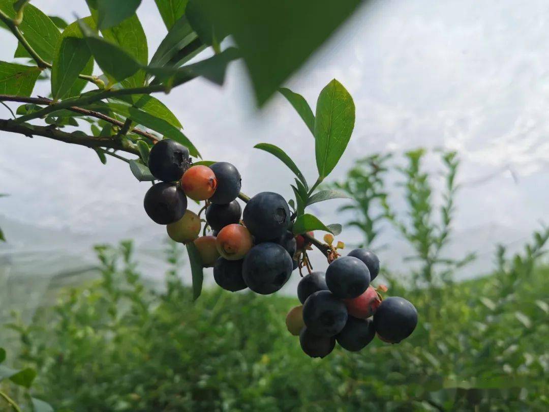 致富经浙江蓝莓_浙江蓝莓基地_致富经蓝莓种植成亿万