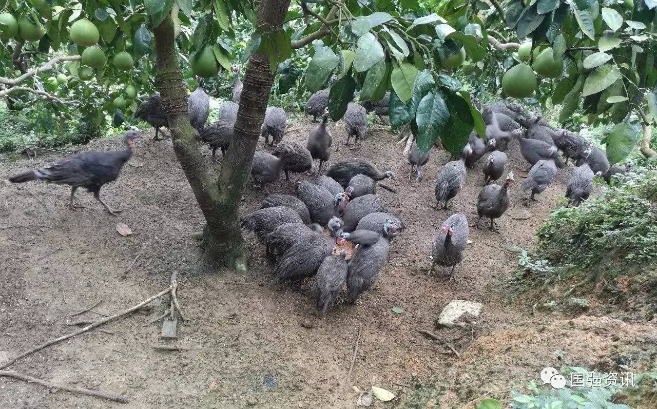 鹧鸪养殖项目致富_致富养殖鹧鸪项目有哪些_致富养殖鹧鸪项目是什么