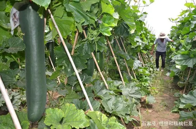 冬瓜高产种植技术和方法_冬瓜高产种植技术视频_冬瓜高产种植方法技术与管理