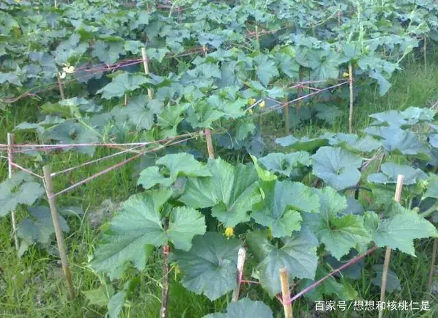 冬瓜高产种植方法技术与管理_冬瓜高产种植技术和方法_冬瓜高产种植技术视频