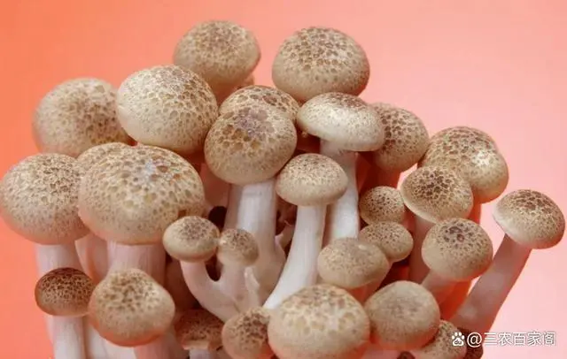 跟菇农学栽培：蘑菇怎么种植栽培？