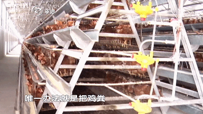 致富养殖项目农村_养殖致富经过_致富养殖场