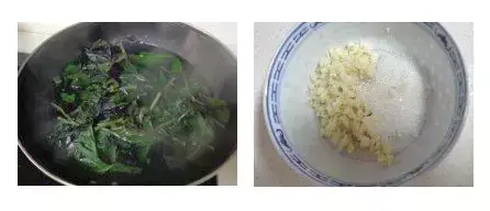 致富种植紫背天葵好吗_紫背天葵种植致富经_紫背天葵的种植方法和生长周期